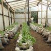 Tomato-plants-grown-from-flexigester-fertilised-soil