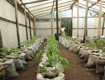 Tomato-plants-grown-from-flexigester-fertilised-soil